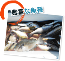 豊富な魚種