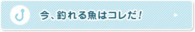 今、釣れる魚はコレだ！